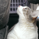 Image for article titled How To Take Your Cat Camping